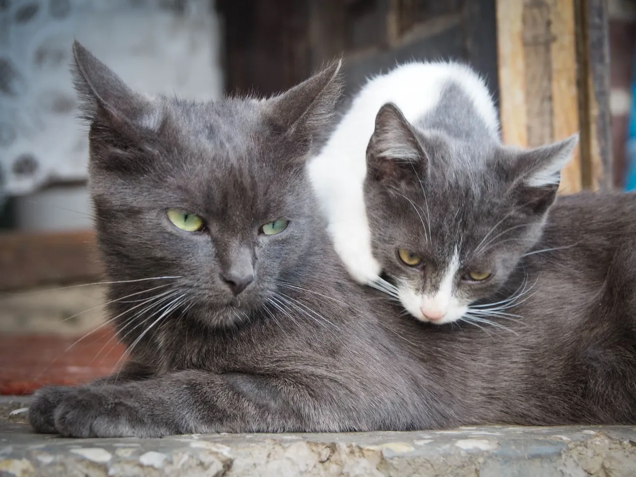 caturday 4.jpg