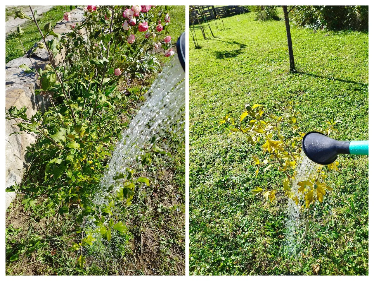 IMG_20231014_113815-COLLAGE.jpg