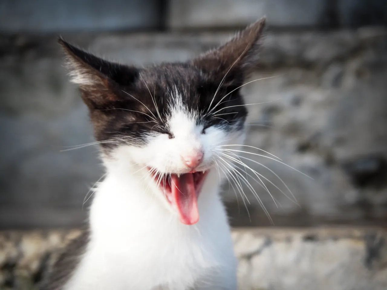 caturday 1.jpg