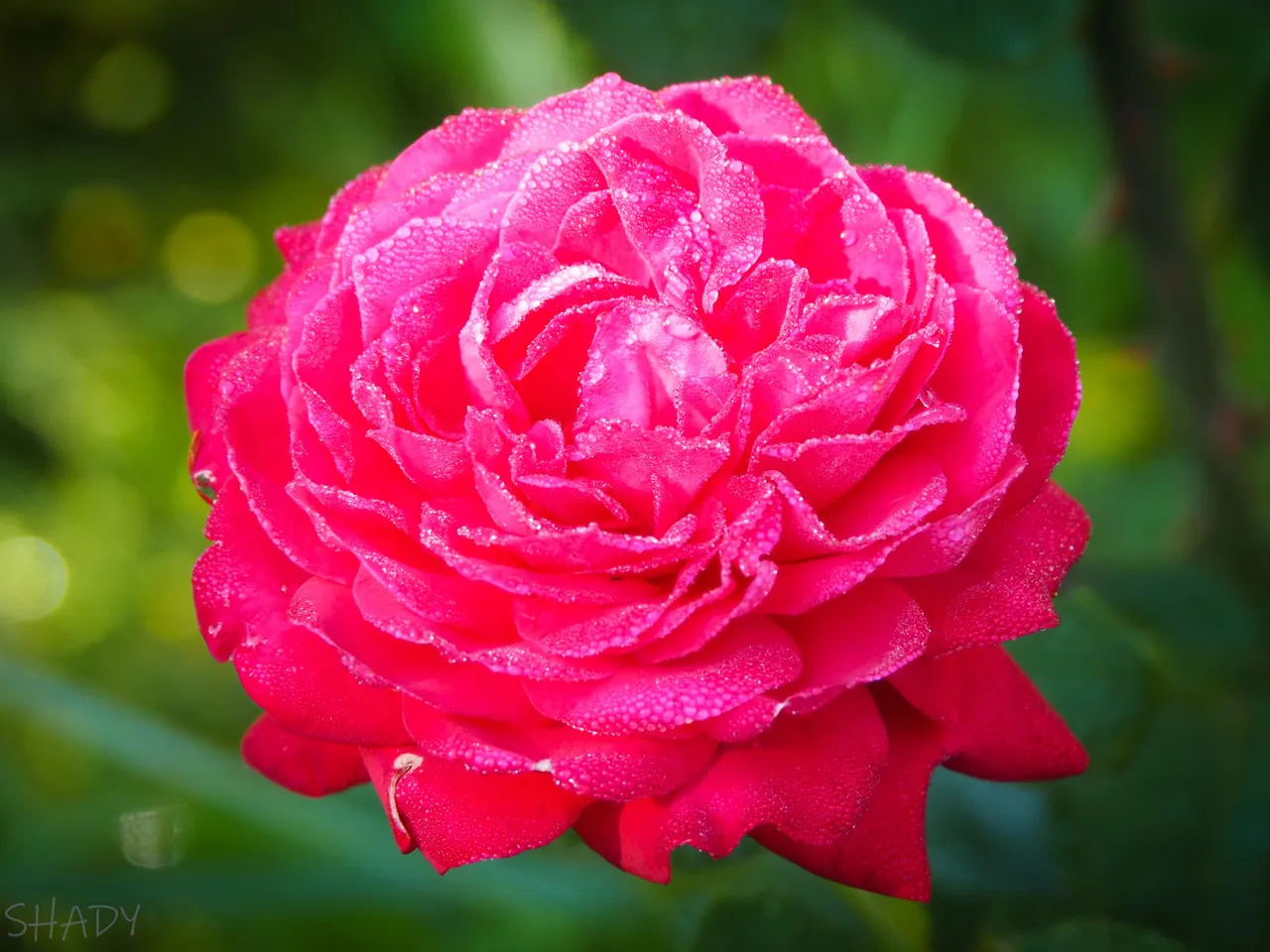 росяна троянда 1.JPG