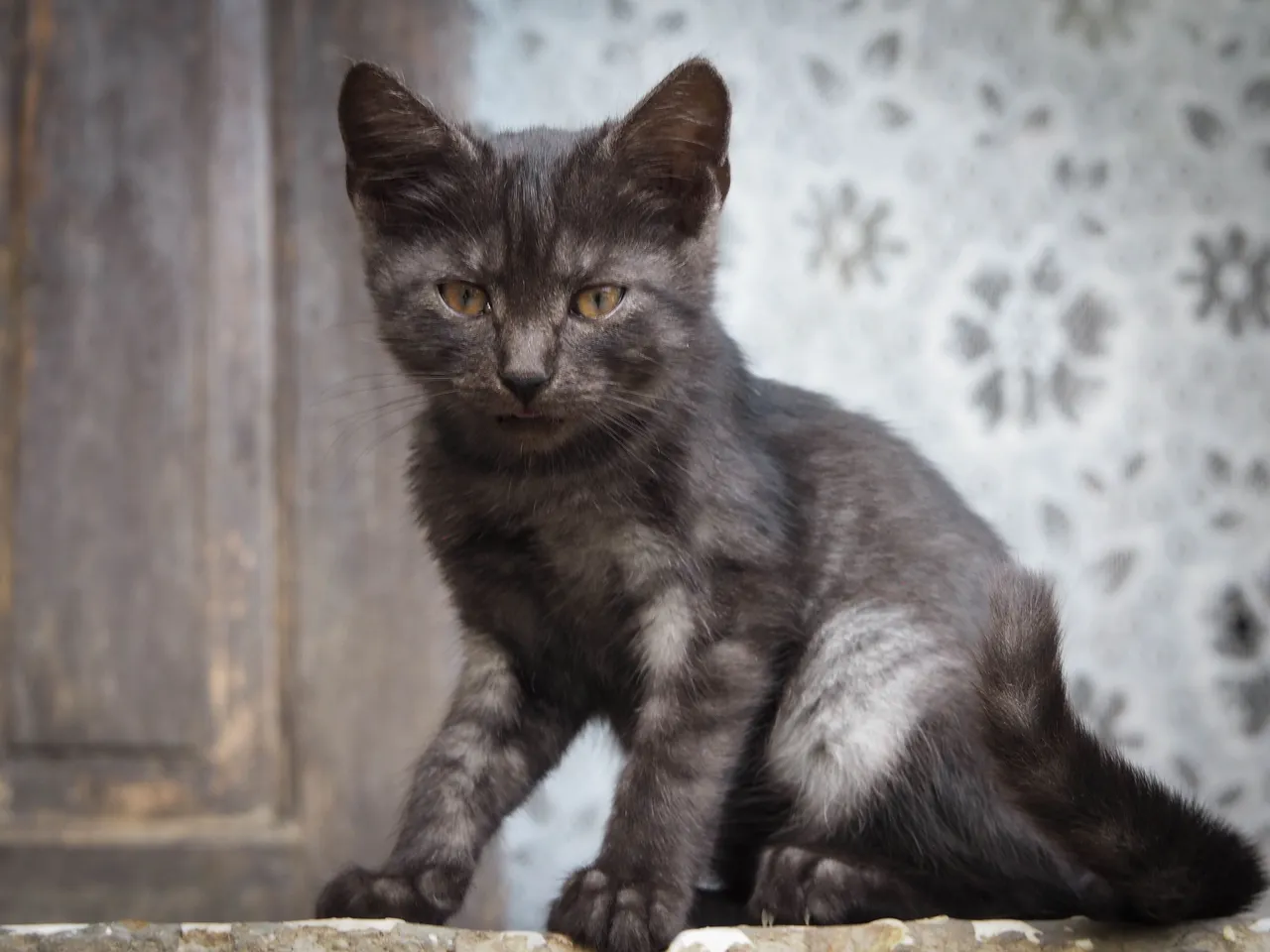 caturday 8.jpg