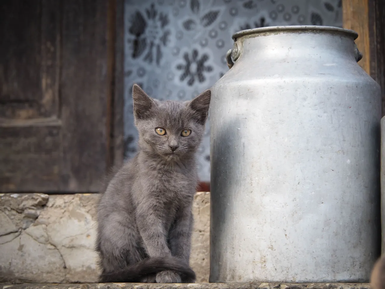 caturday 3.jpg