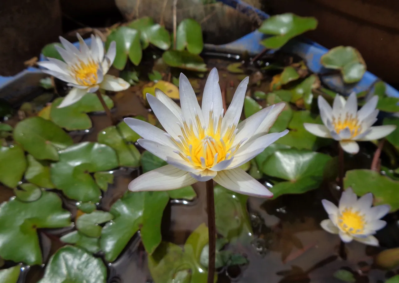 waterlilies.JPG