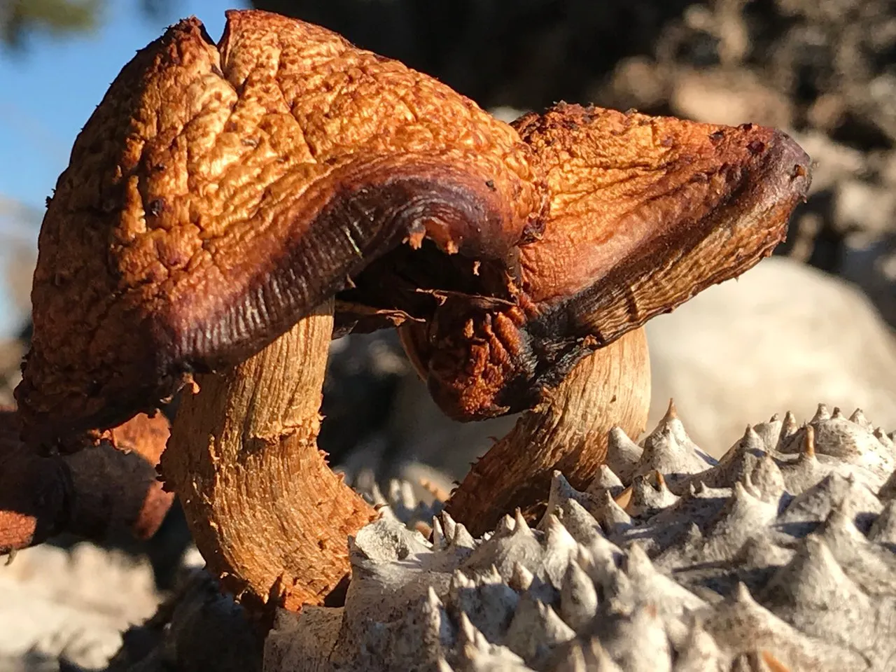 burl.jpg