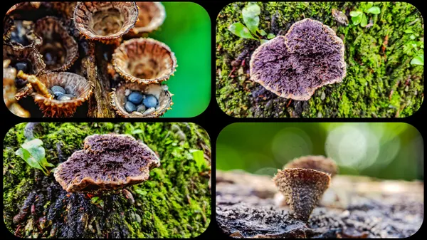 two-brown-mushrooms-i-found-today
