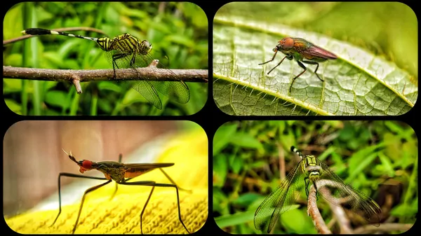 back-to-hunting-some-insects-in-the-wild