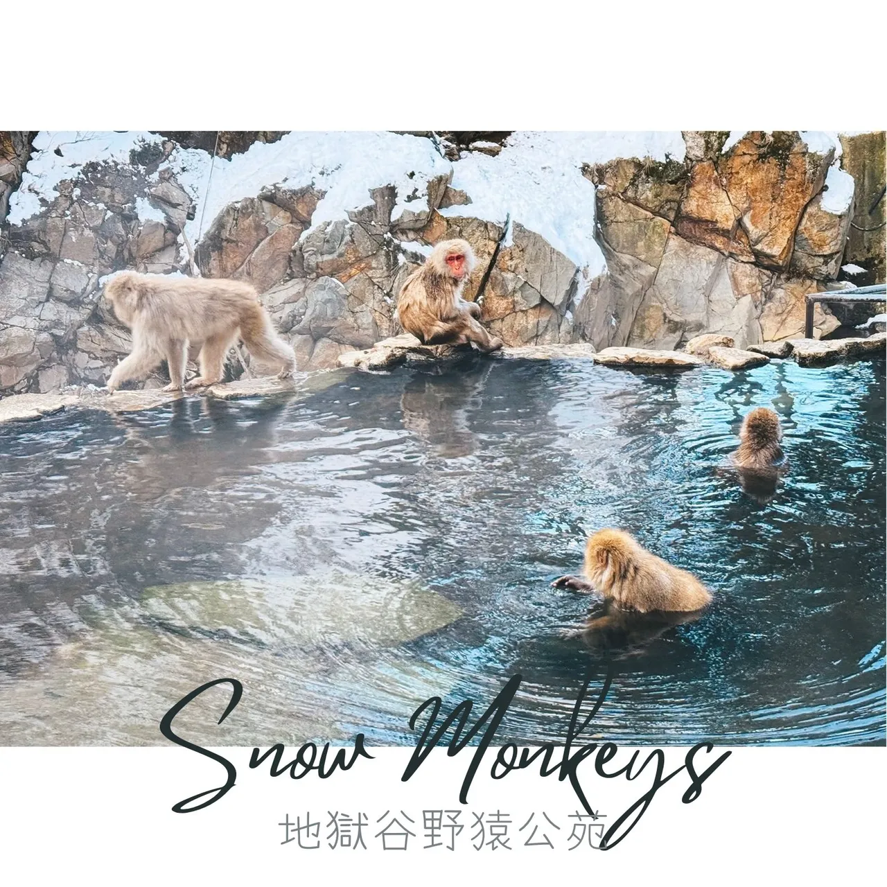 Snow Monkeys