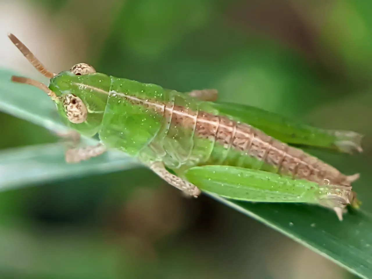 insects (22).jpeg