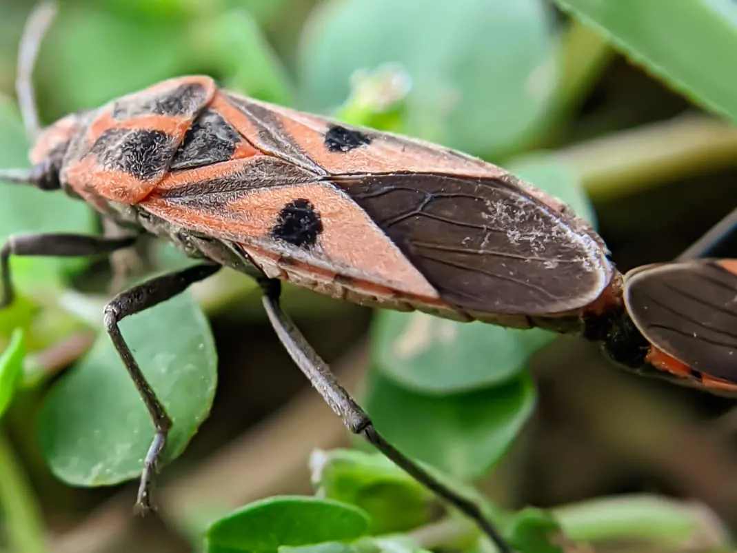 insects (21).jpeg