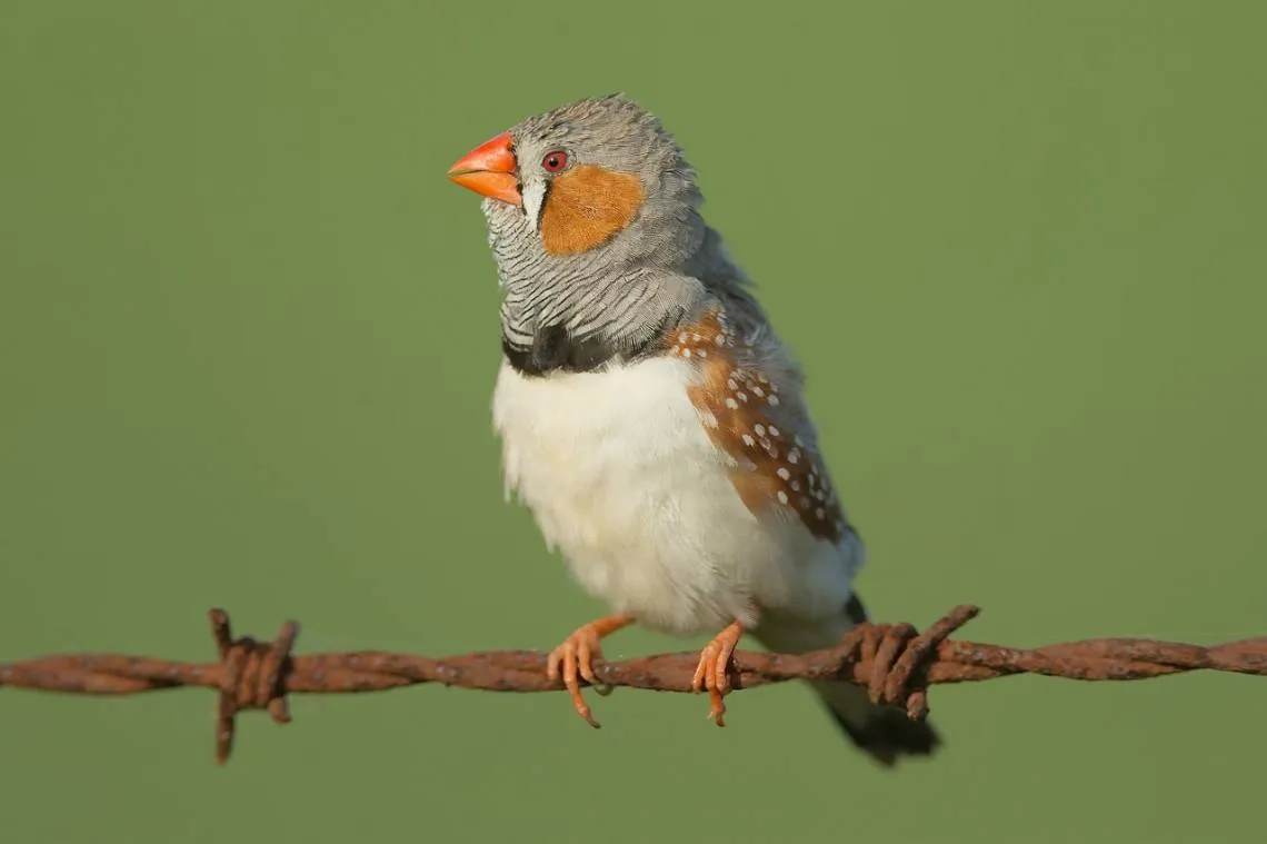 1280pxTaeniopygia_guttata__Bushell's_Lagoon.jpg