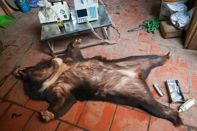 Image Source: https://www.nationalgeographic.com/animals/article/chinese-government-promotes-bear-bile-as-coronavirus-covid19-treatment