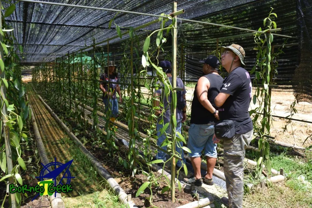 New way of vanilla cultivation at Kebun Vanilla