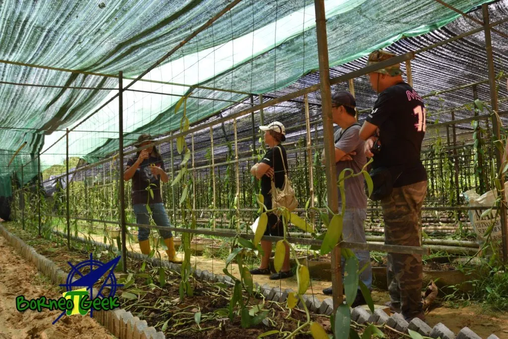 New way of vanilla cultivation at Kebun Vanilla