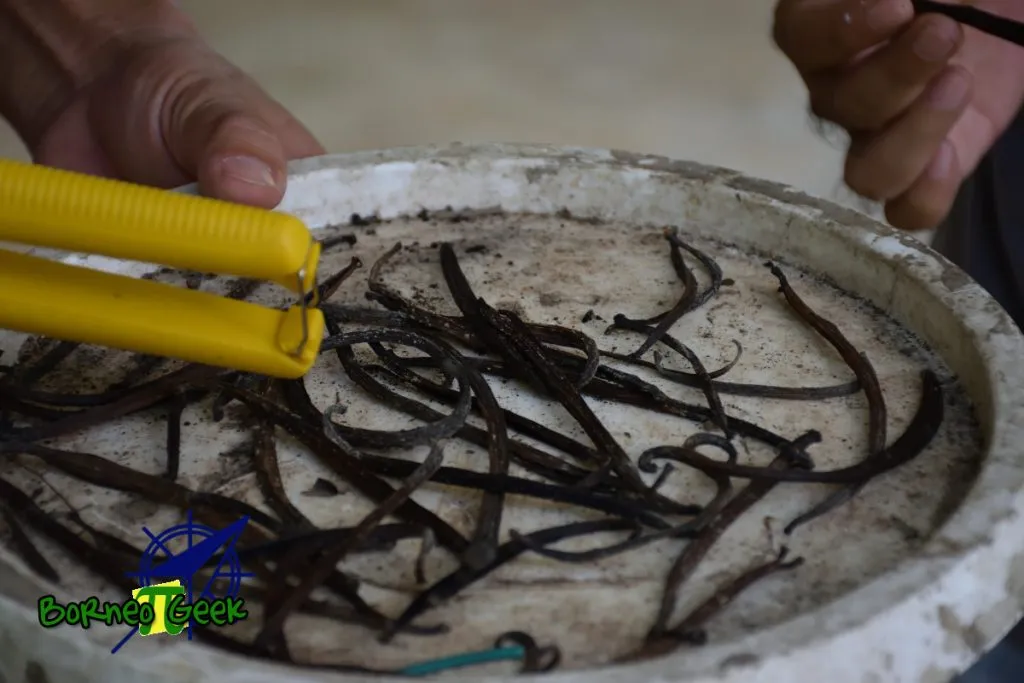 Close up dried vanilla pod at Kebun Vanilla