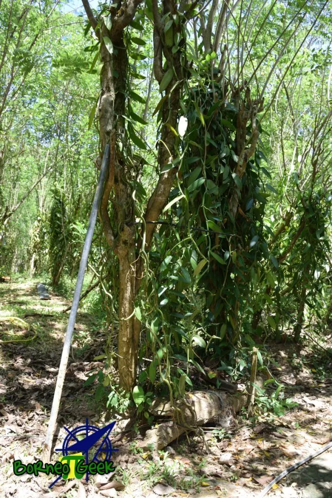 Old way of vanilla cultivation at Kebun Vanilla