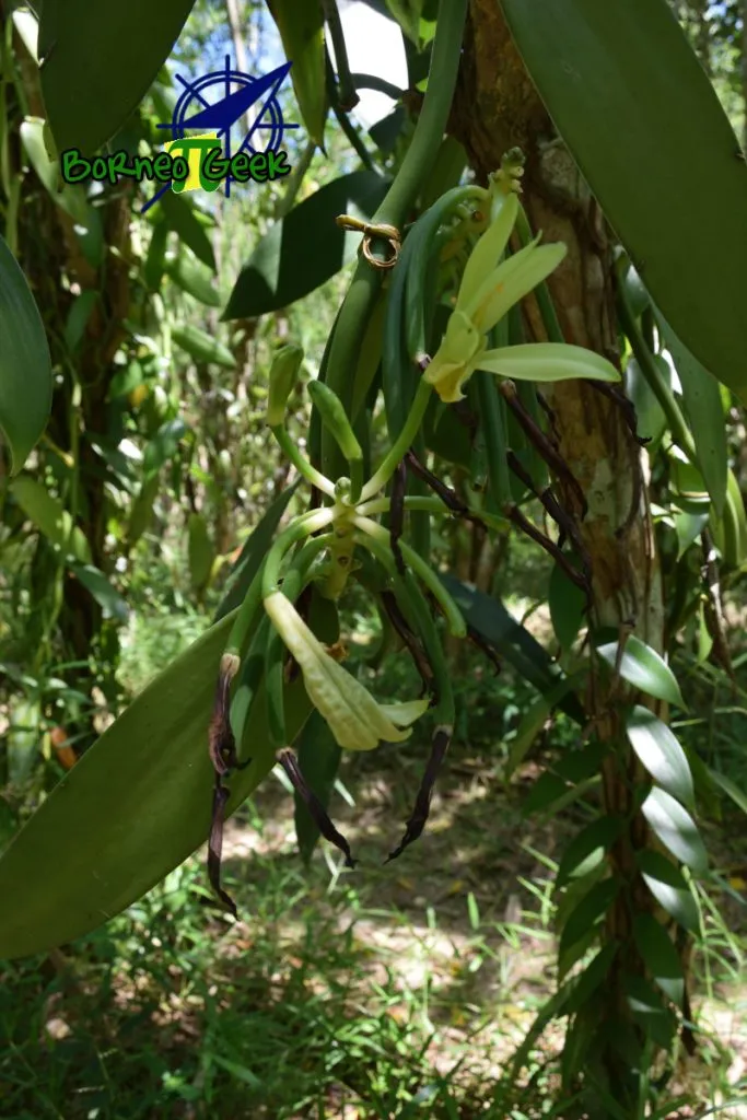 Orchid flower and pod at Kebun Vanilla