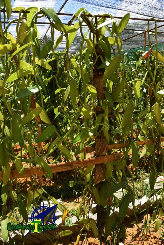 New way of vanilla cultivation at Kebun Vanilla