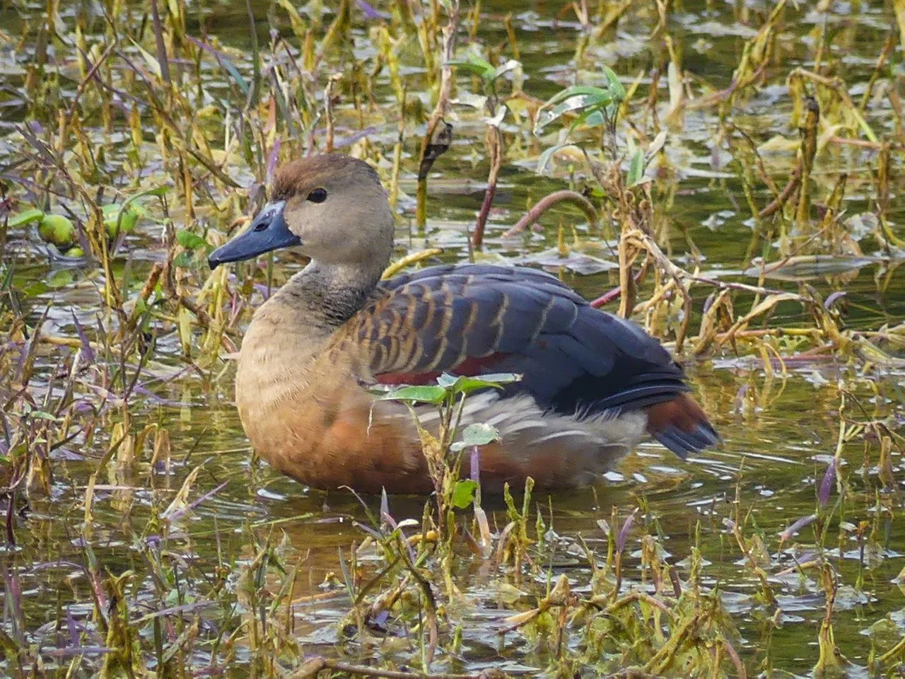 lesser_whistling_duck_3_keoladeo_edited.jpg