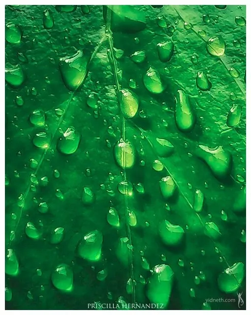 dew -640- by Priscilla Hernandez.jpg