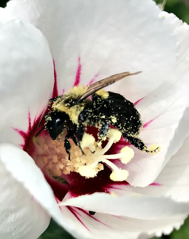 macrothursday photography pollinator.jpg