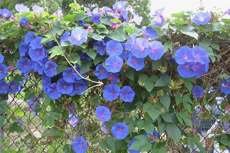 ipomoea indica (leari) (acuminata).jpg