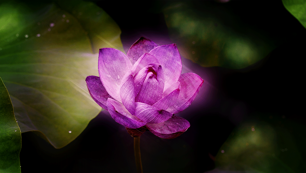 Lotus-Glow_downscaled_Noise-Dither-2.7mb.gif