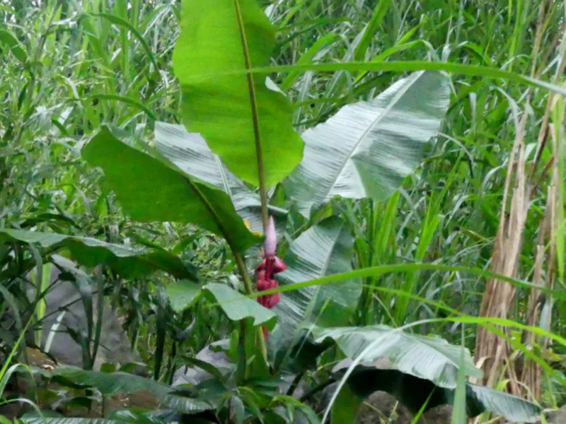 blooming plant with large leaves.jpg