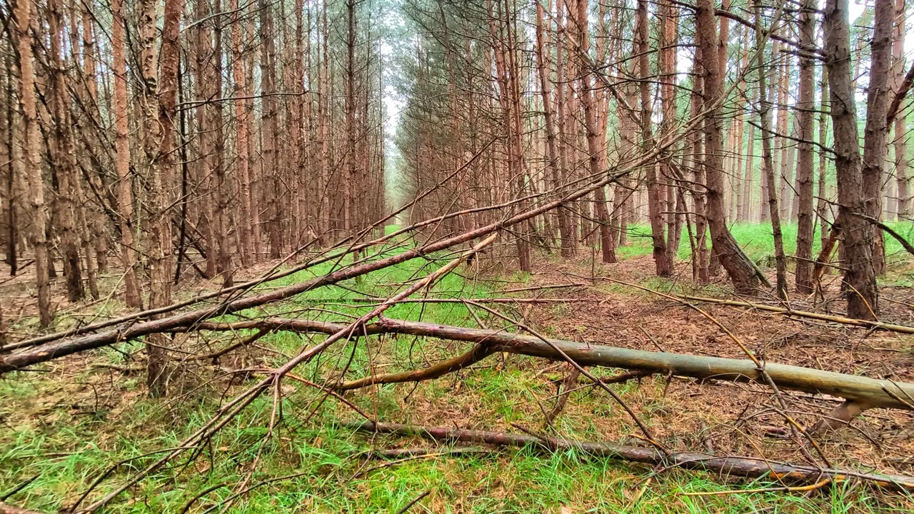 The dark wood has forgotten the ”Kolonnenweg”.