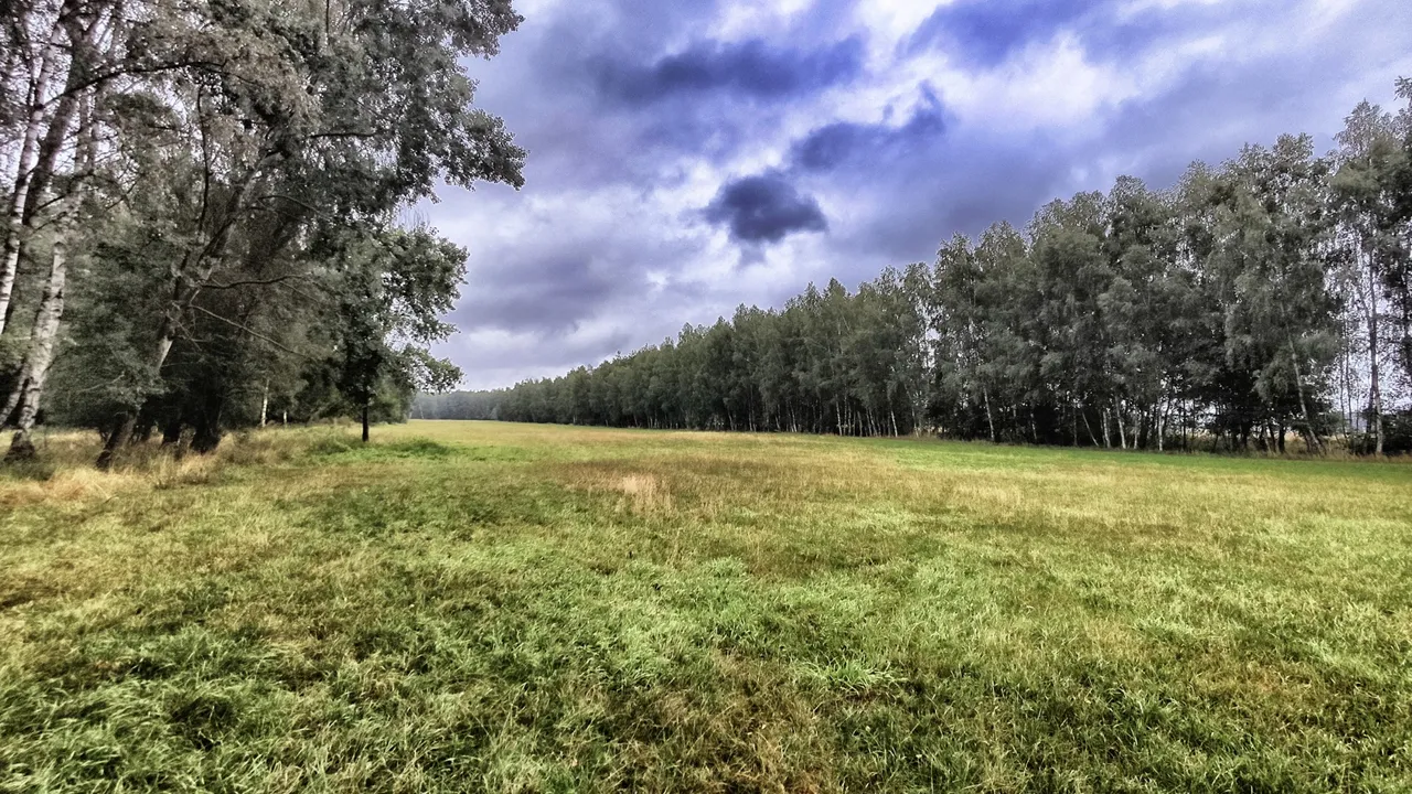 None of the of the trees here are younger than 30 years - they needed a clear field of fire.