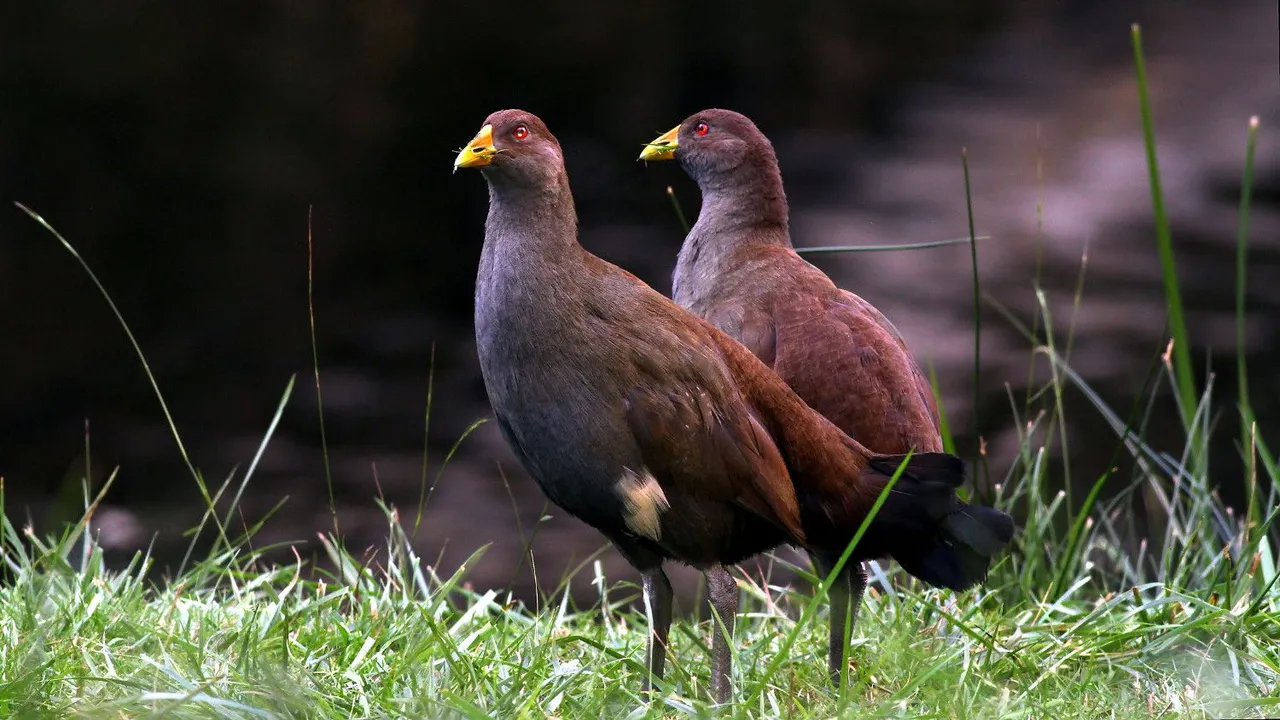 Tasmanian nativehen 2018-04-25 n2.jpg