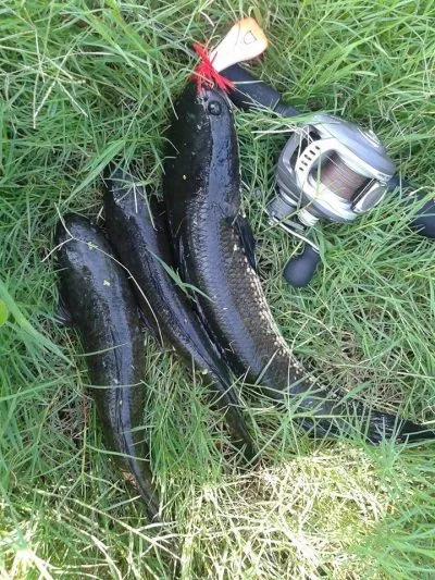 Omset-Mancing-Ikan-Gabus-e1477882931535.jpg