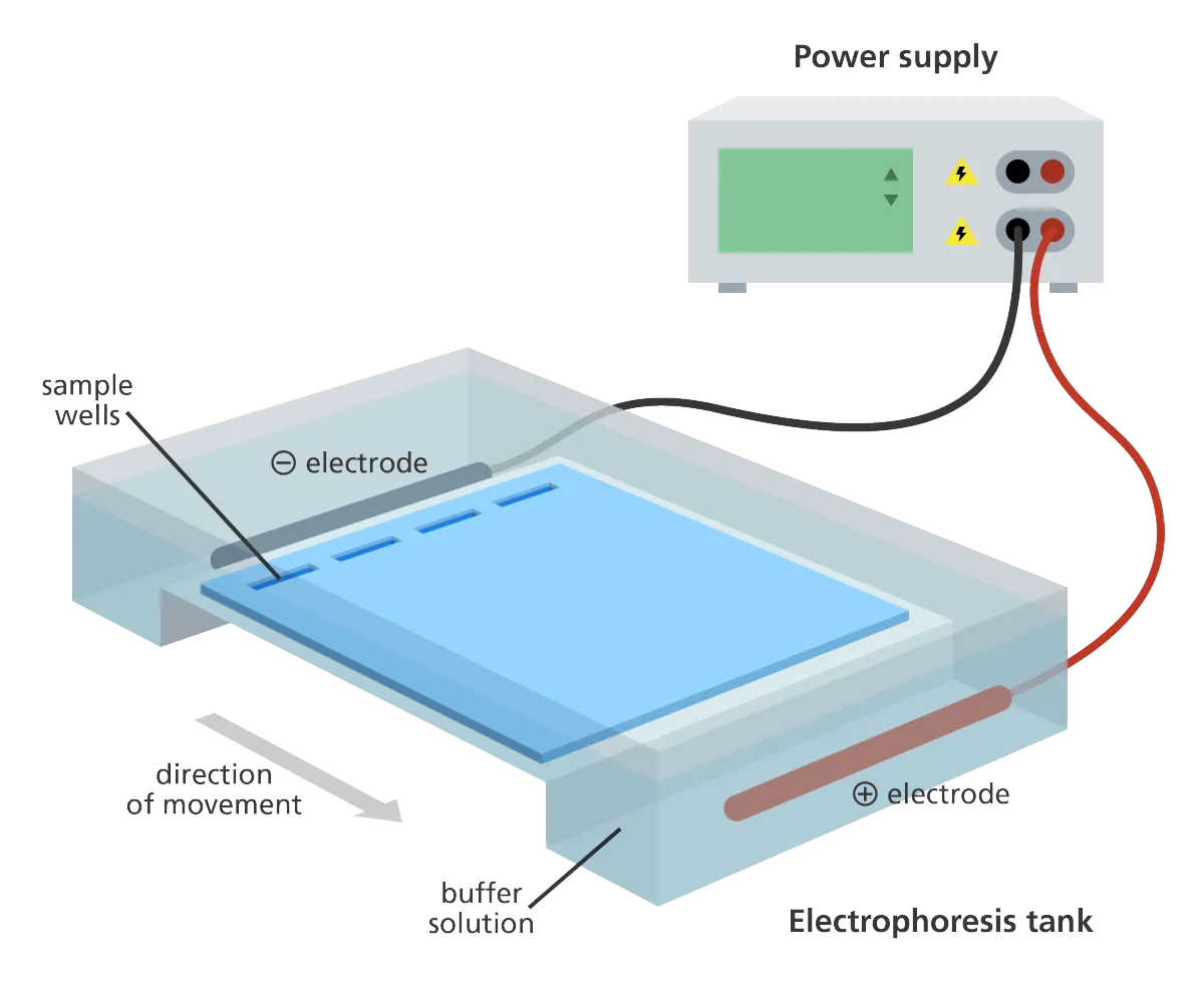 gel_electrophoresis_dna_tank_yourgenome.png