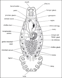 monogenean-149073A68B071F13748-thumb400.png