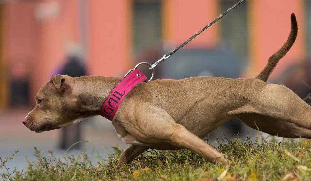 Pulling-on-leash-feature-image-1080x628.jpg