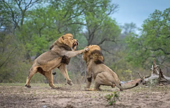 lions-fighting-male-south-africa-723649.jpg