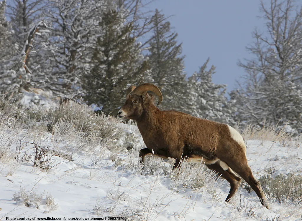 BirgHornedSheepInSnowYellowstone-040217.jpg