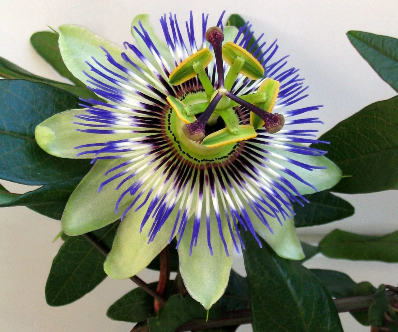 Características-de-la-Passiflora-2.jpg