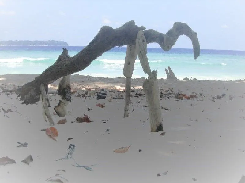 Strange Animals on The Beach .jpg