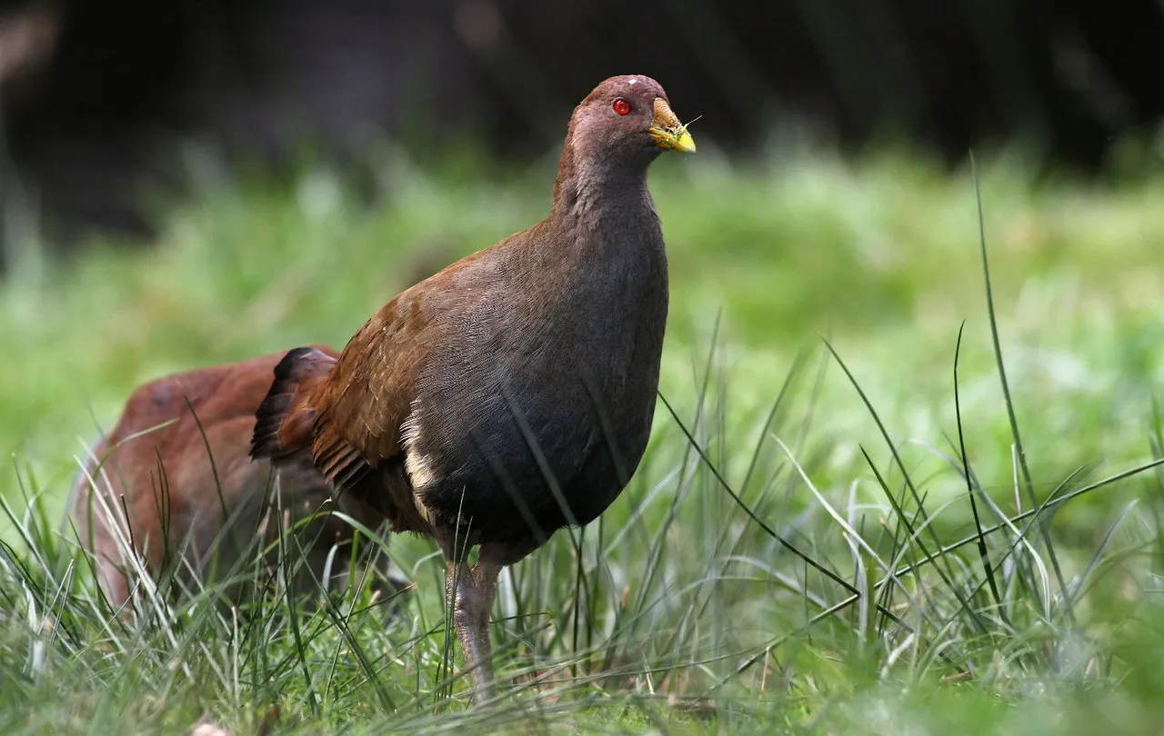 Tasmanian nativehen 2018-04-25 n1.jpg