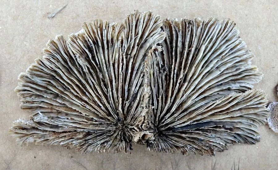 x Schizophyllum commune underside.jpg