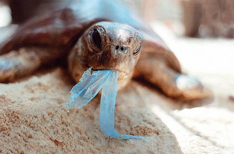 turtle-eating-plastic-bag-r-prendergast.jpg