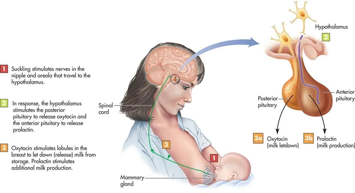 oxytocin release in breastfeeding.jpg