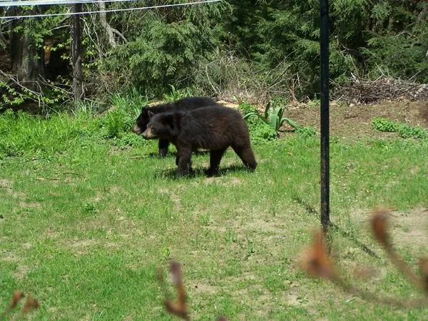 Bear and cubs12 crop May 2018.jpg