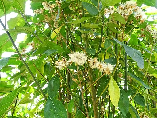 Vernonia amygdalina 01