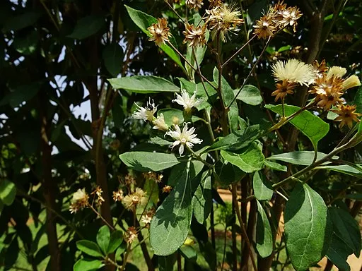 Vernonia amygdalina 05