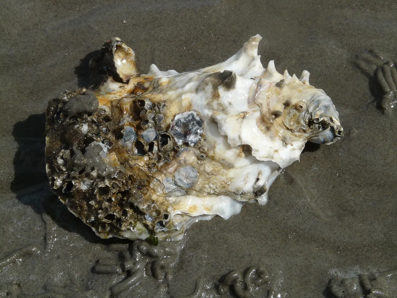 A Pacific oyster