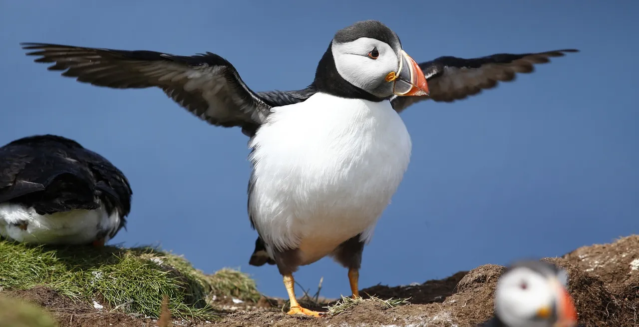 puffin pixabay.jpg