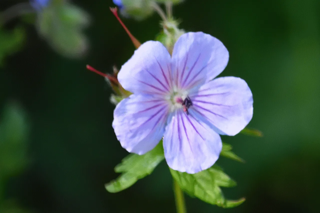 wild geranium.png