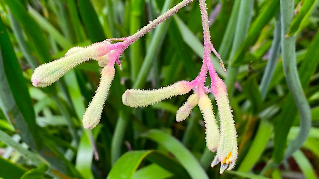 FLOWER4.jpg