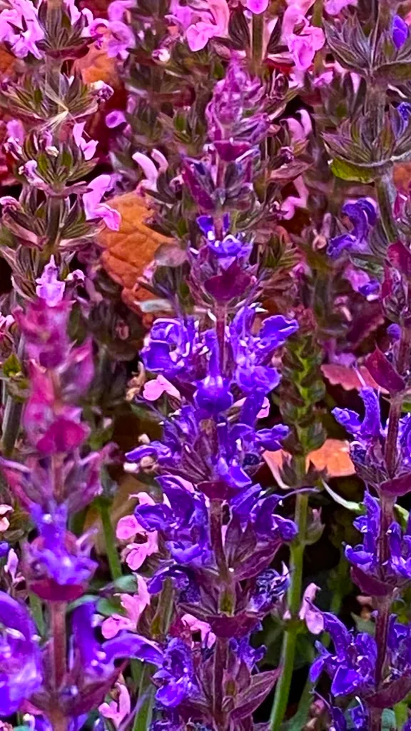 FLOWER3.jpg